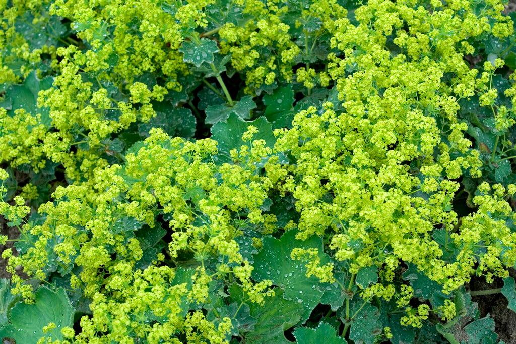 <i>Alchemilla</i> <i>mollis</i> 'Senior'