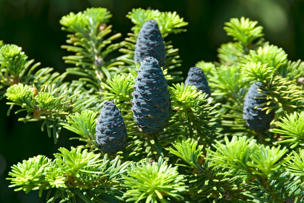 Abies forrestii var. georgei | George fir Conifers/RHS