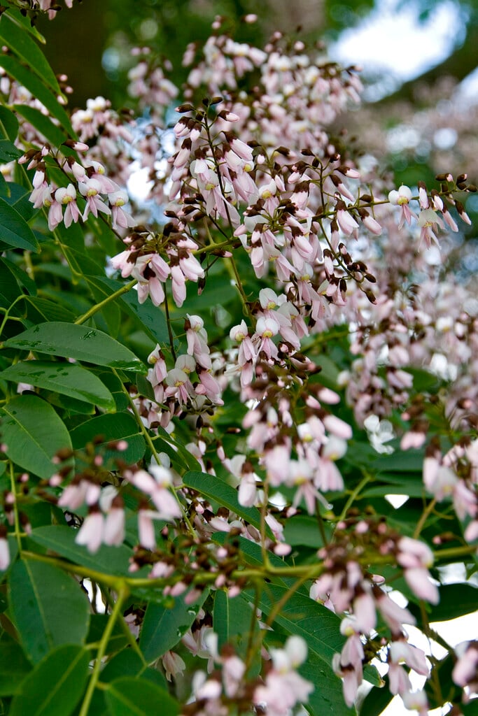 <i>Cladrastis</i> <i>delavayi</i>
