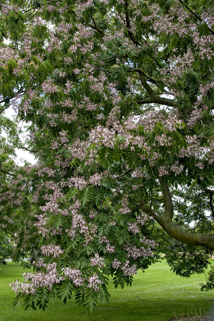 <i>Cladrastis</i> <i>delavayi</i>