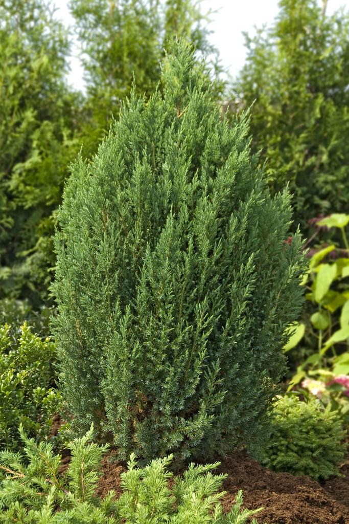 Juniperus chinensis &Stricta& | Chinese juniper &Stricta& Conifers/RHS ...