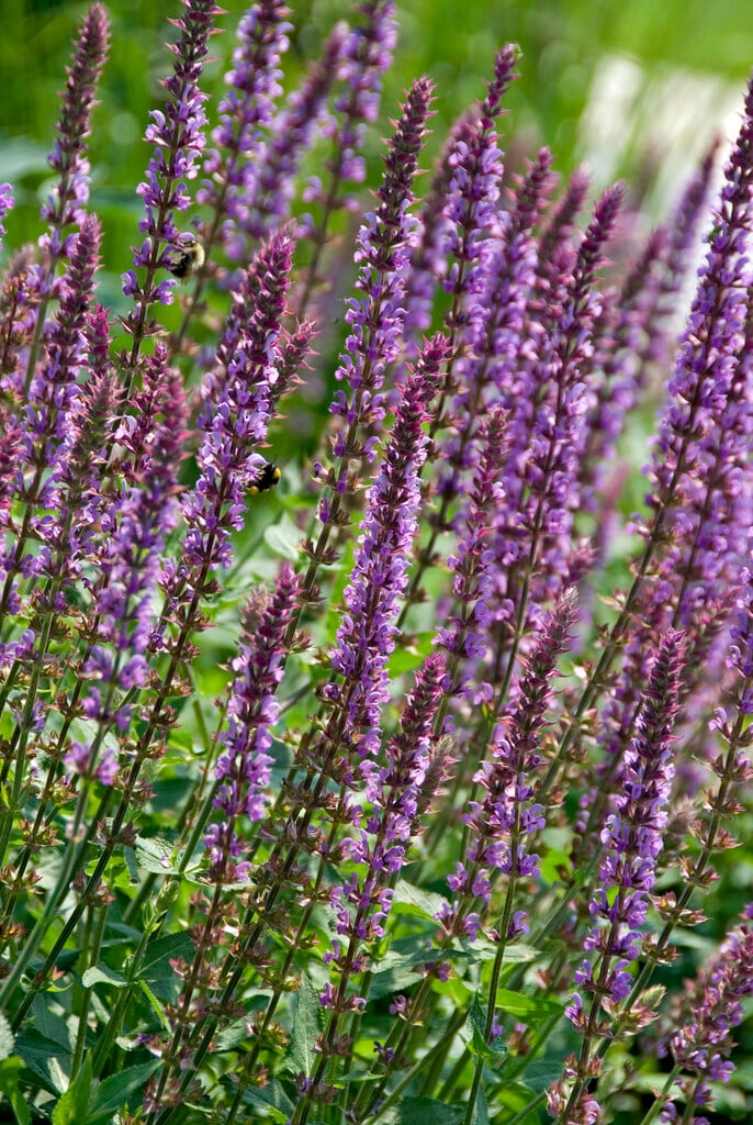 Balkan clary 'Amethyst'