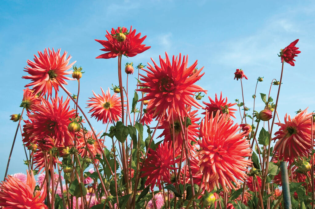 dahlia 'Clarion'