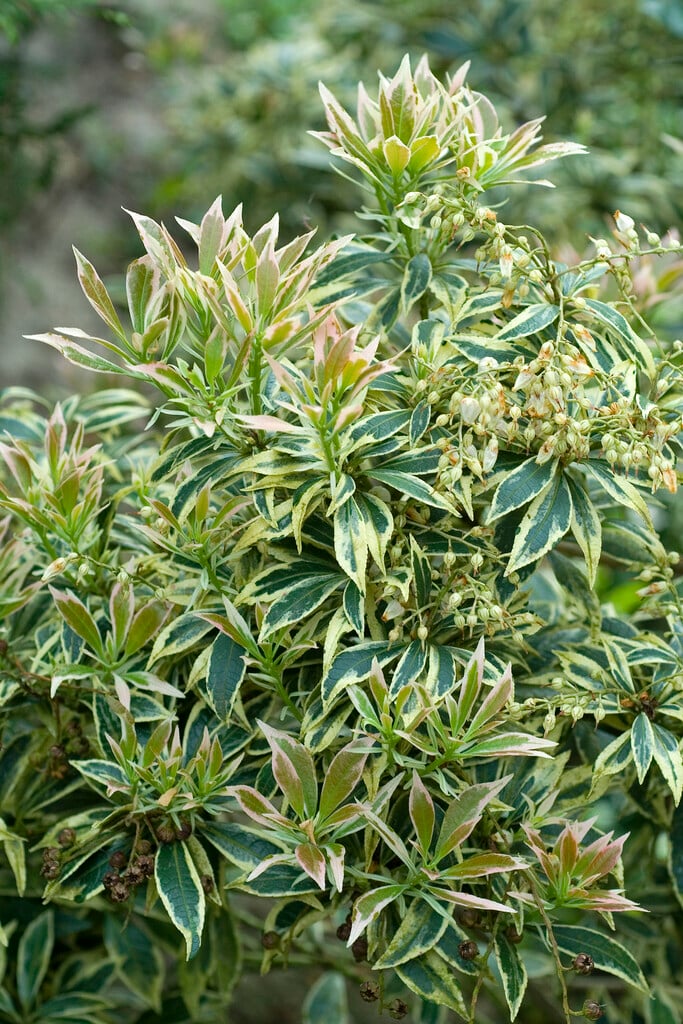 pieris 'Variegata'
