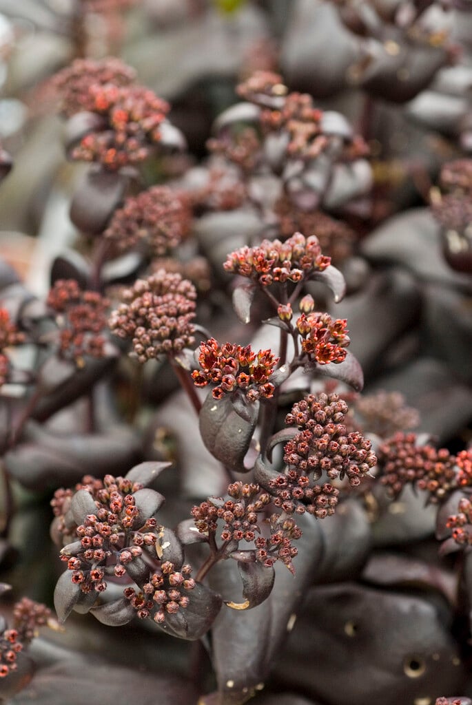 <i>Hylotelephium</i> <i>telephium</i> (Atropurpureum Group) 'Postman's Pride'