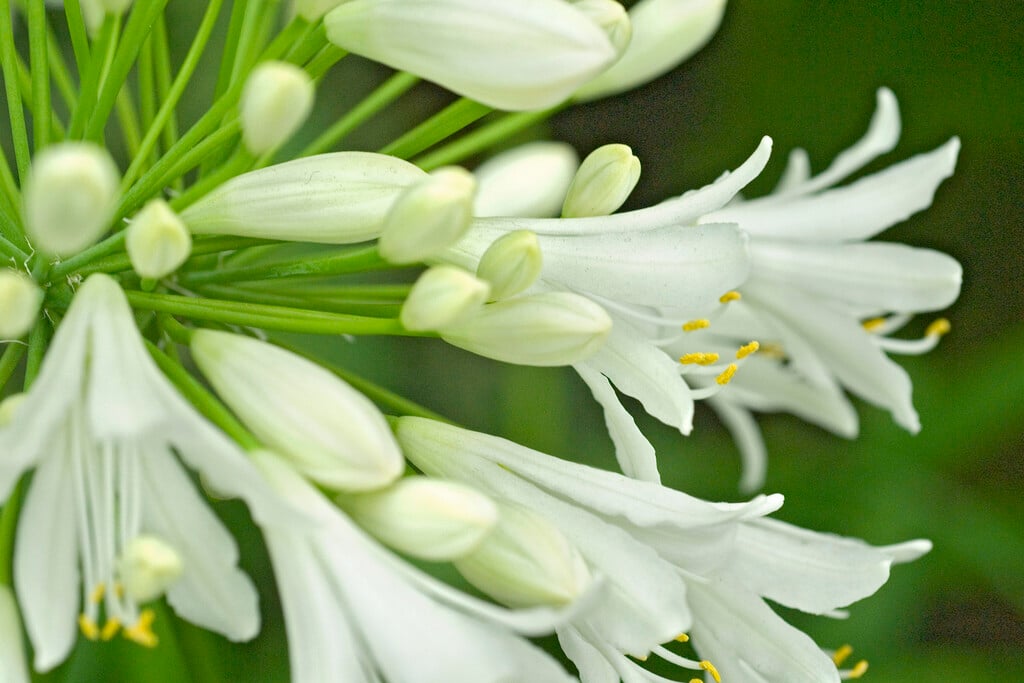 <i>Agapanthus</i> 'Summer Clouds'