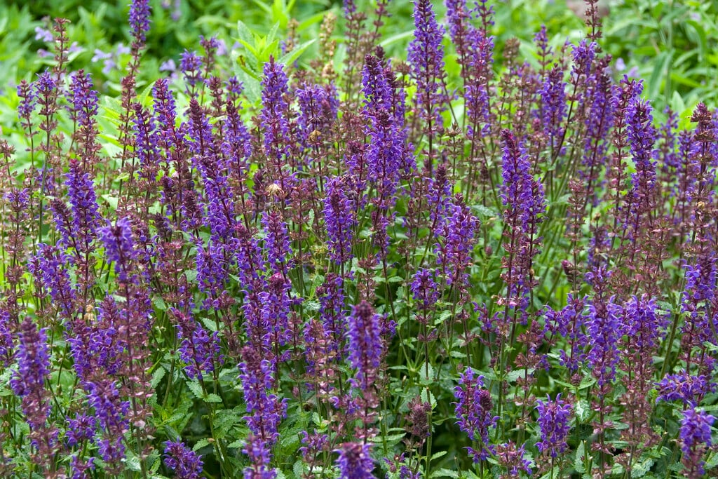 Balkan clary 'Wesuwe'