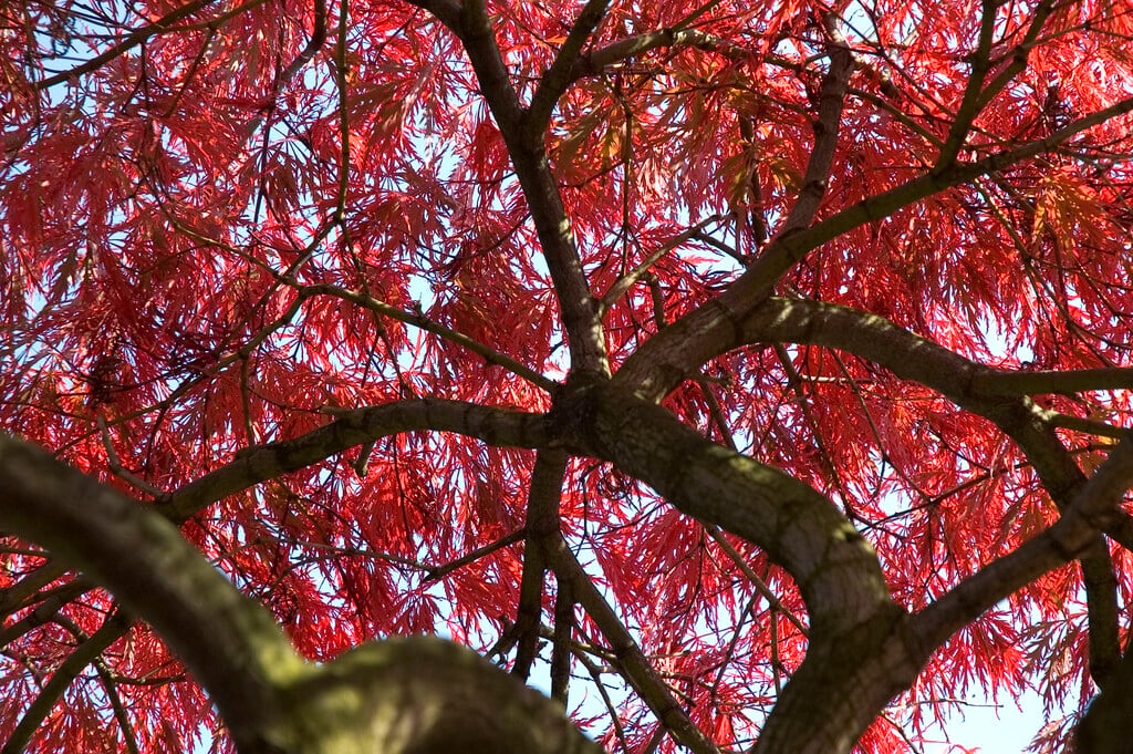 Japanese maple 'Garnet'