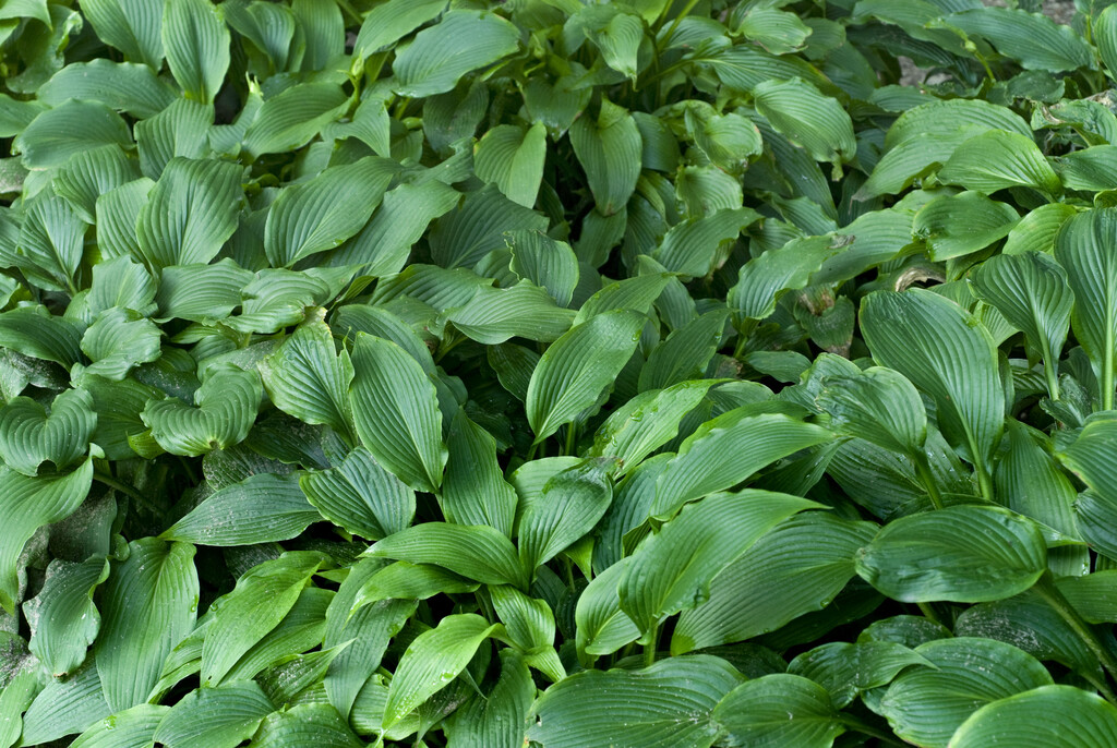 Hosta kikutii var. yakusimensis | Herbaceous Perennial/RHS