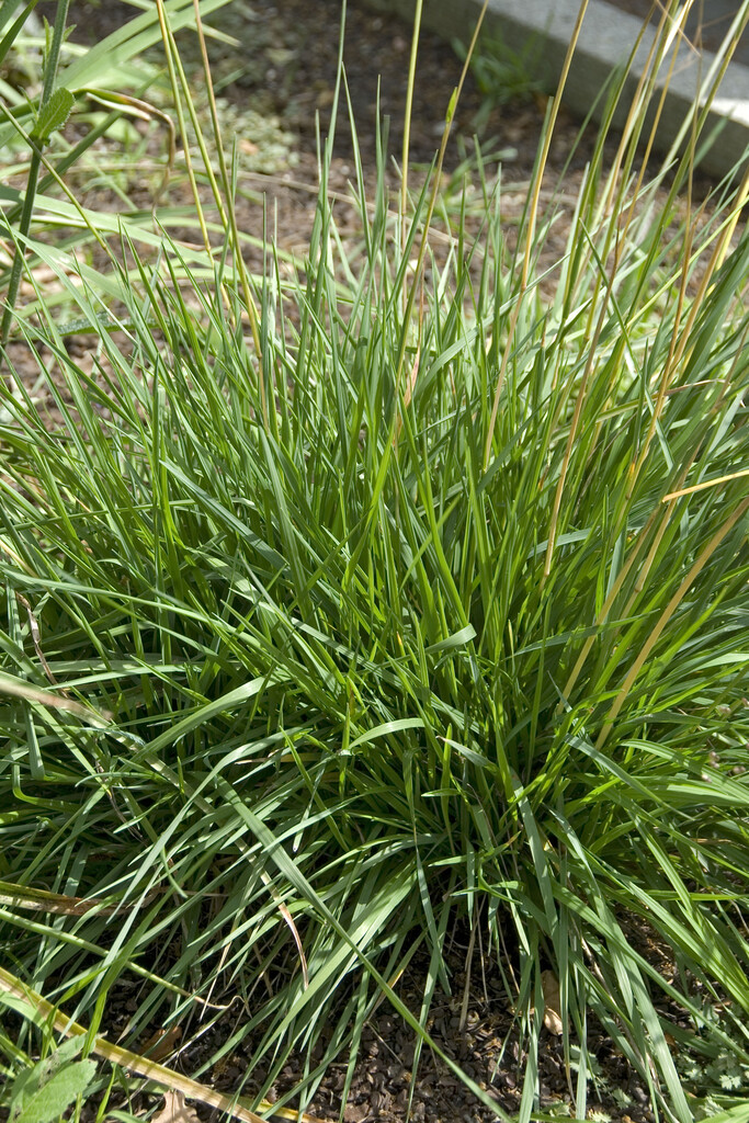 common quaking grass