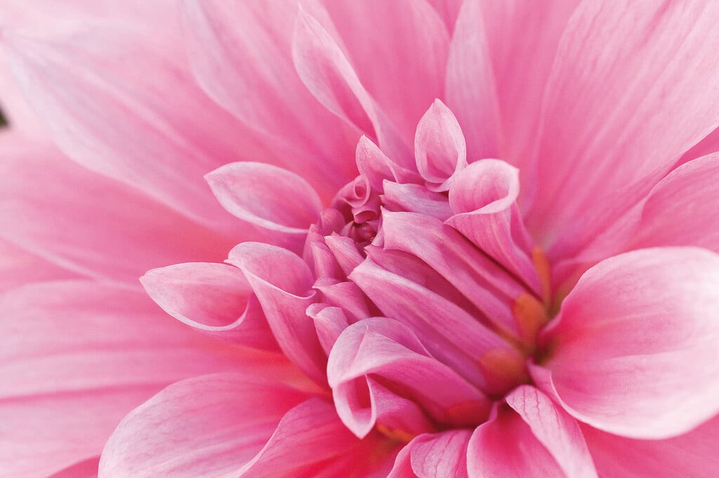 dahlia 'Babylon Rose'