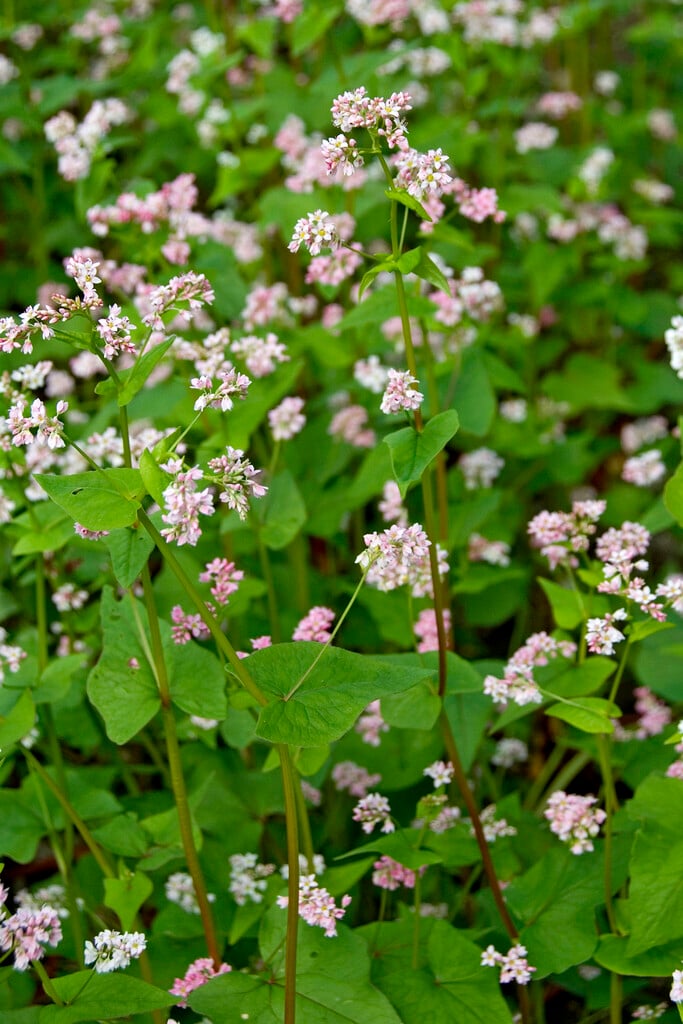 buckwheat