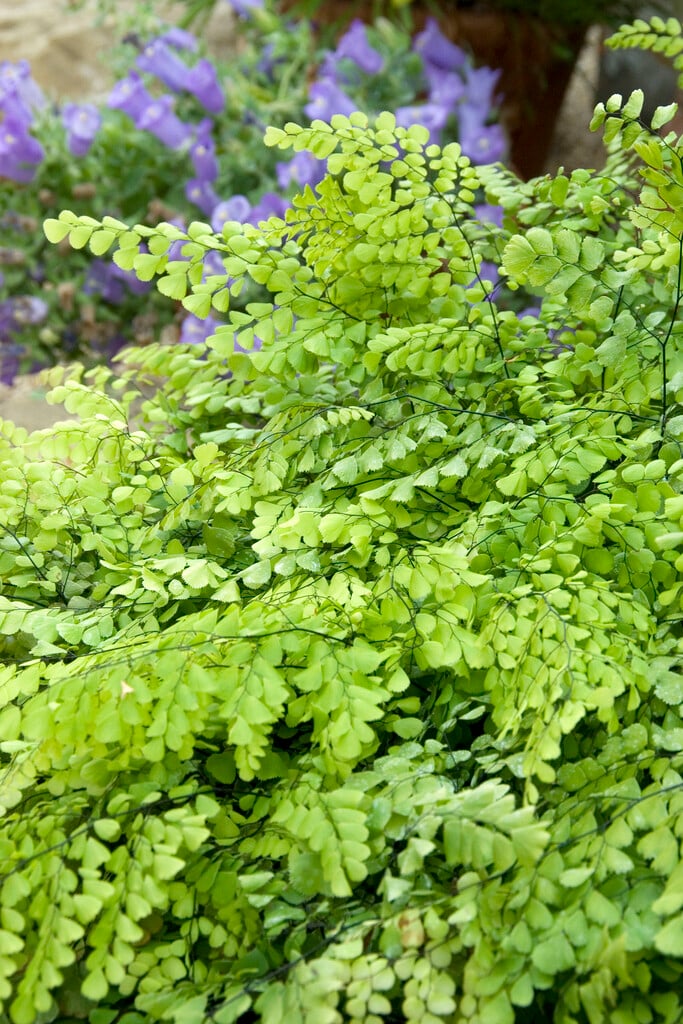 Adiantum venustum