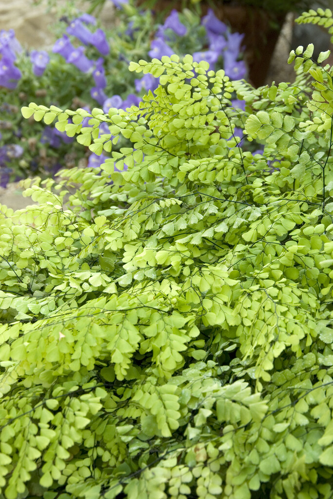 evergreen maidenhair