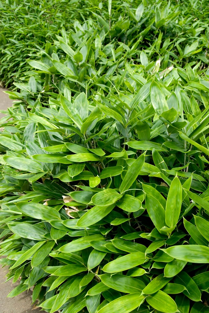 <i>Sasa</i> <i>veitchii</i> f. <i>minor</i>