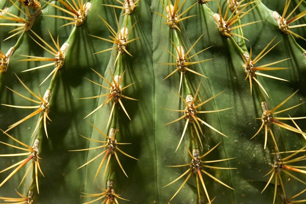<i>Ferocactus</i> <i>histrix</i>