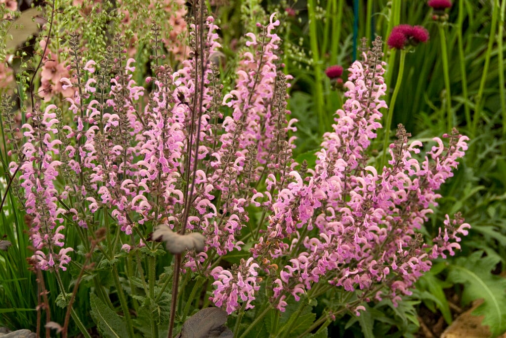 clary 'Pink Delight'