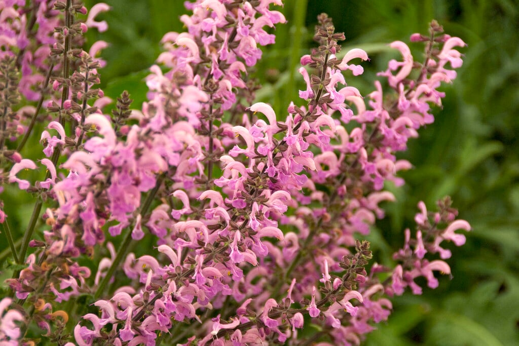 clary 'Pink Delight'