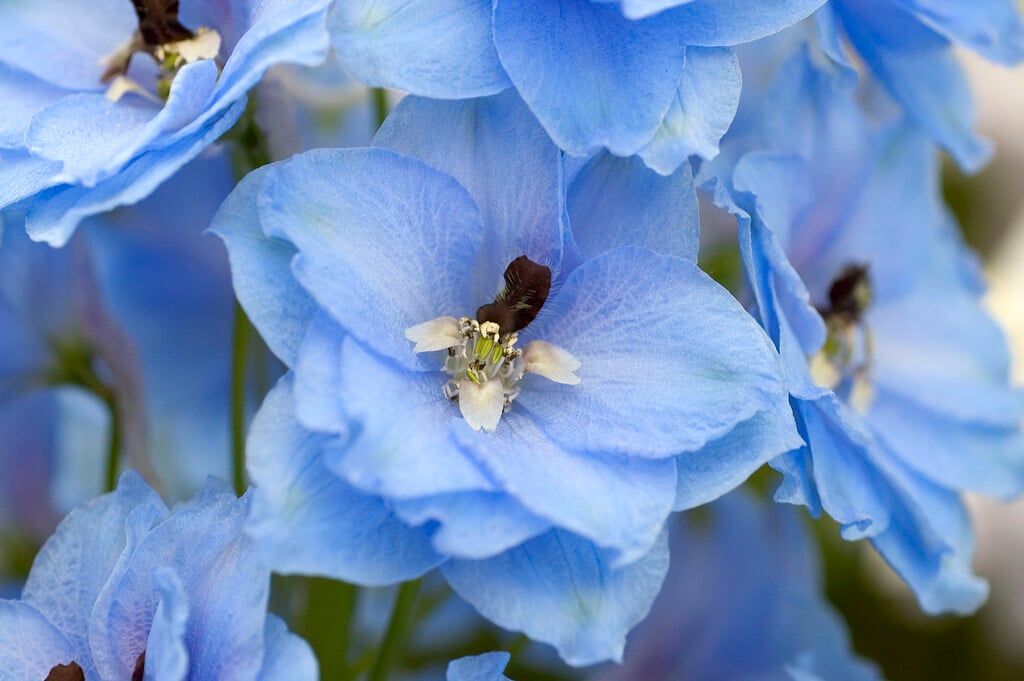 <i>Delphinium</i> Blue Jade Group