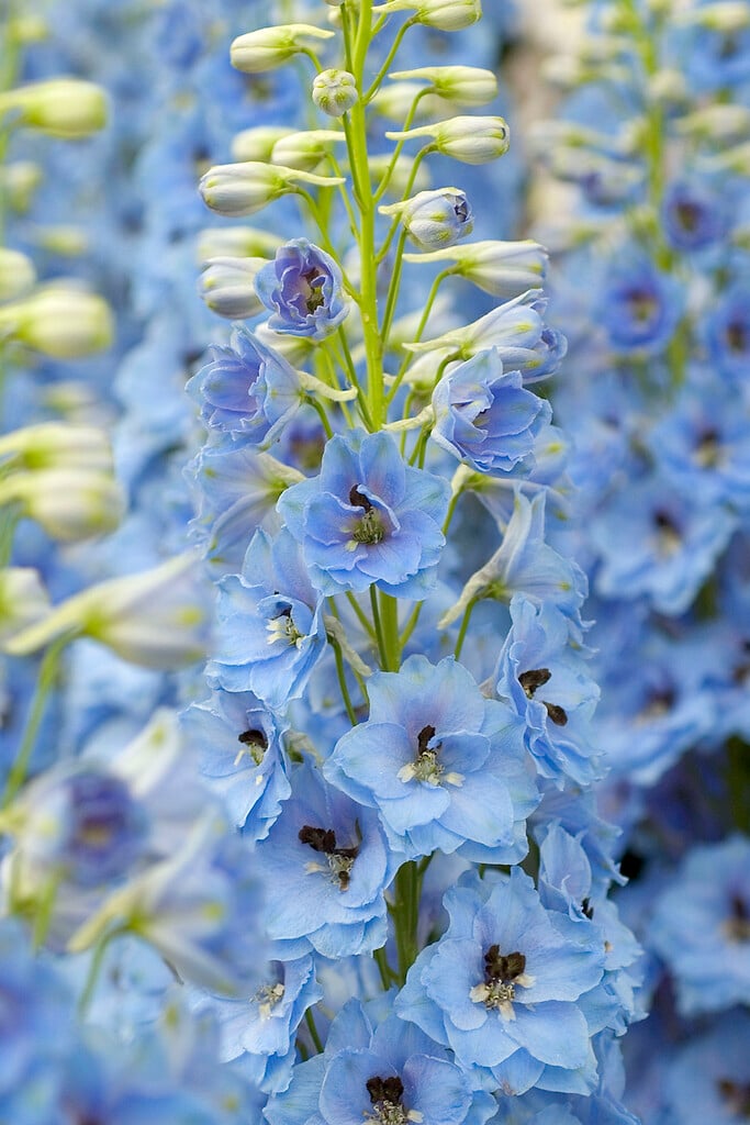 <i>Delphinium</i> Blue Jade Group