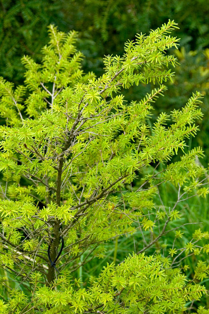 Japanese hemlock