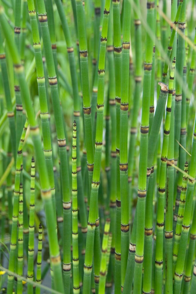 rough horsetail