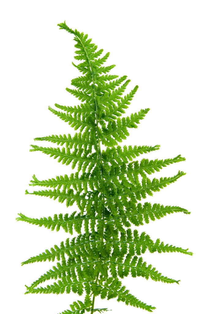 lady fern 'Victoriae'