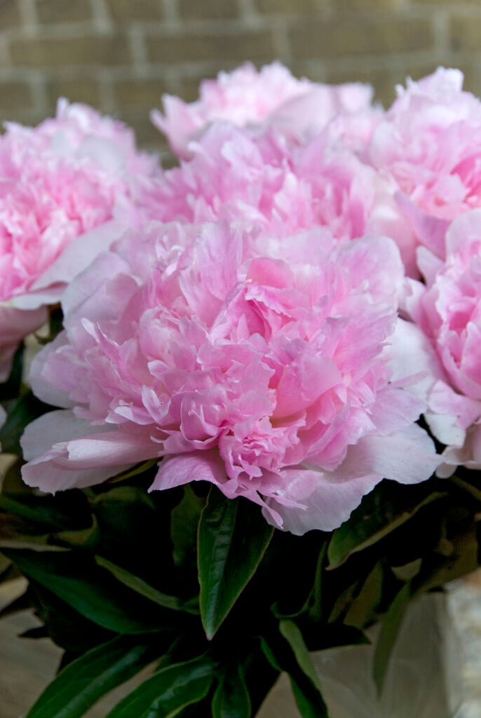 peony 'Angel Cheeks'