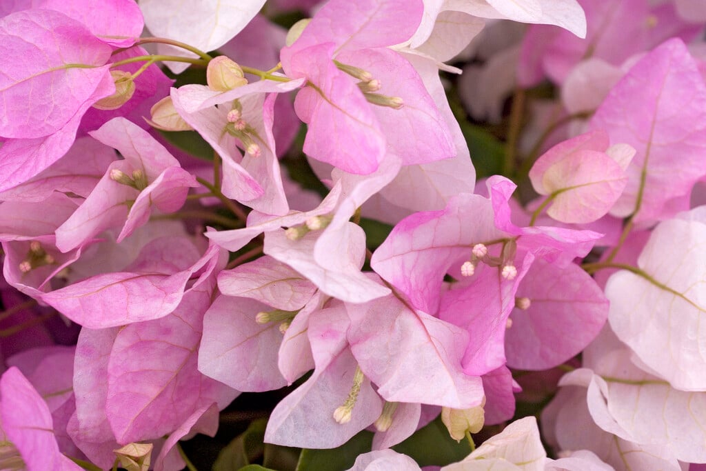 <i>Bougainvillea</i> × <i>buttiana</i> 'Coconut Ice' (v)