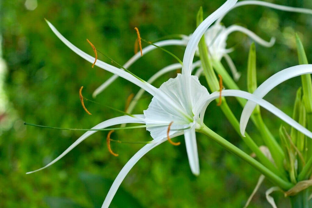 <i>Hymenocallis</i> <i>harrisiana</i>
