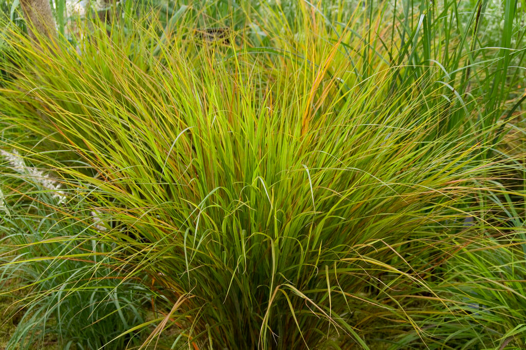pheasant's tail grass