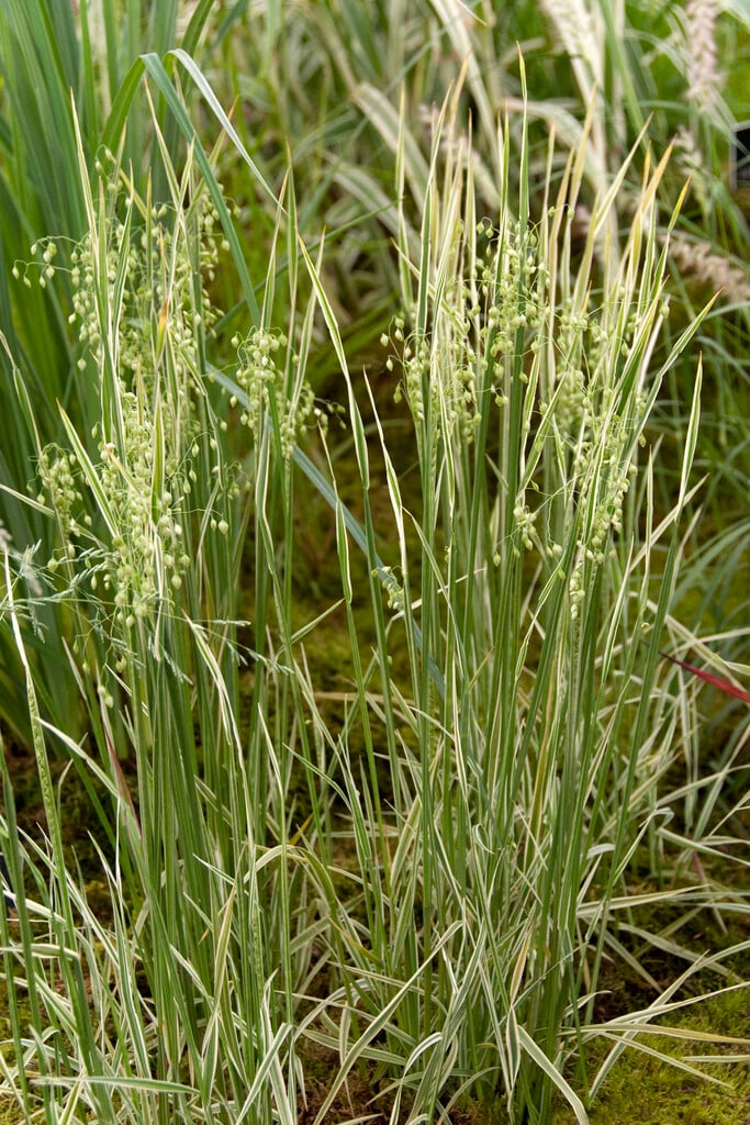 quaking grass 'Russells'