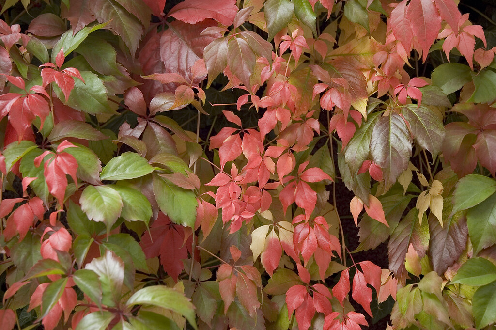 Virginia creeper