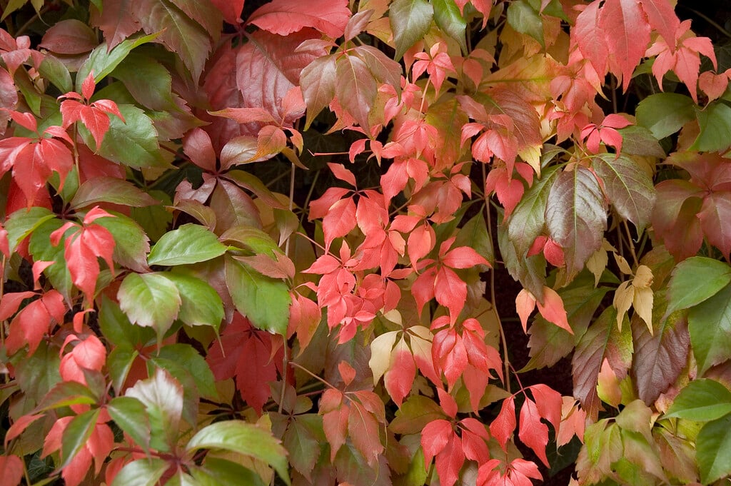 Virginia creeper