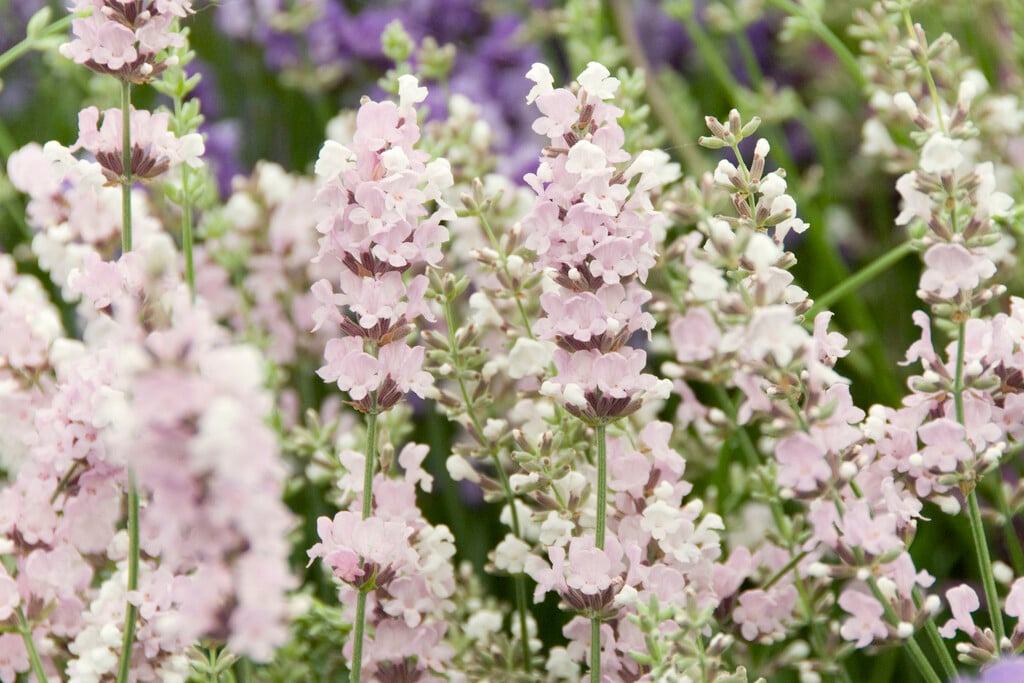 English lavender 'Saint Jean'