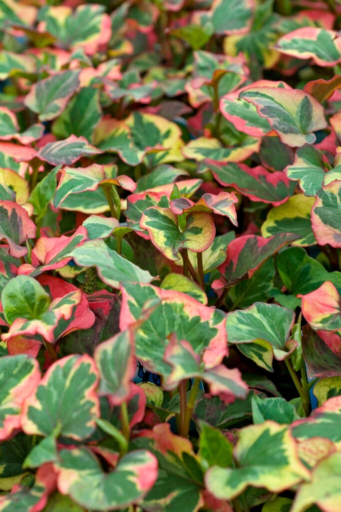 heart-leaved houttuynia 'Chameleon'