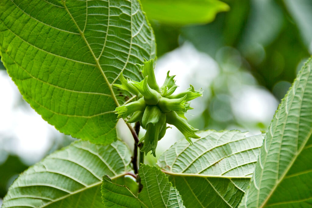 Chinese hazel