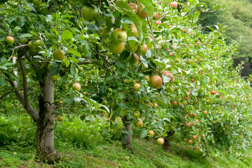 apple 'Cripps Pink'