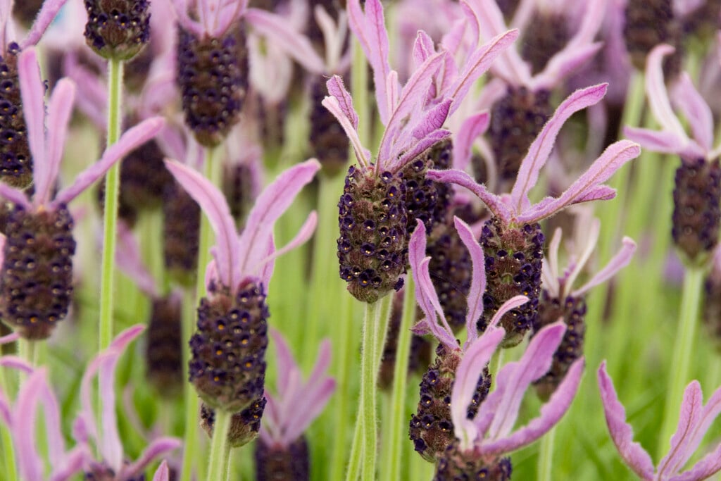 lavender 'Marshwood'