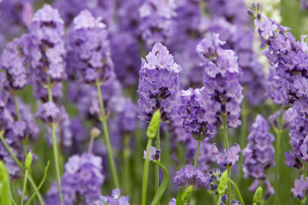 English lavender 'Royal Purple'