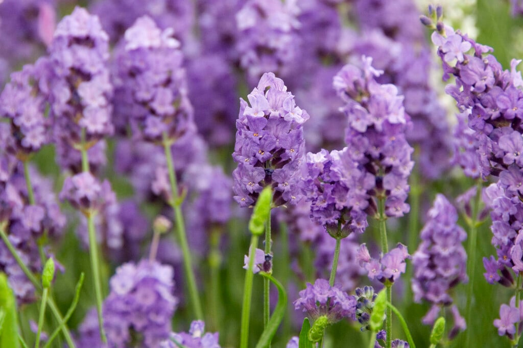 English lavender 'Royal Purple'