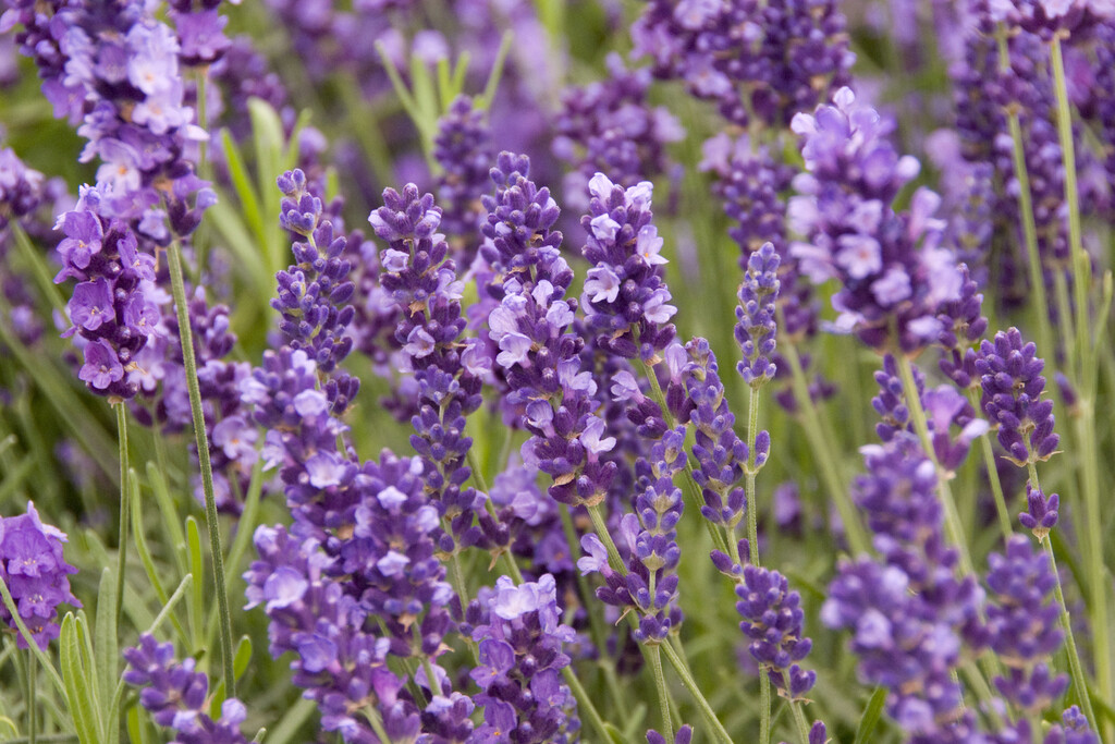 English lavender 'Imperial Gem'