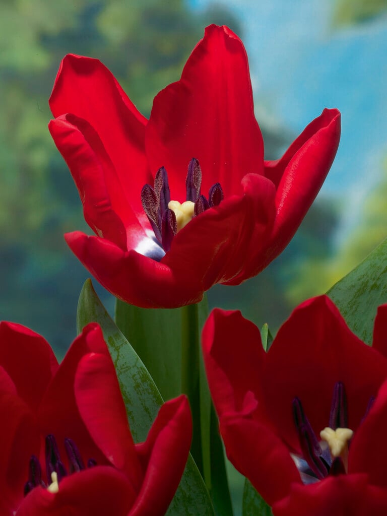tulip 'Red Rover'