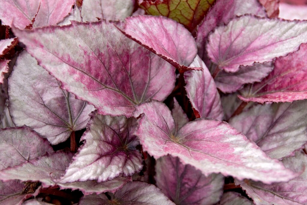 rex begonia 'Maori Haze'