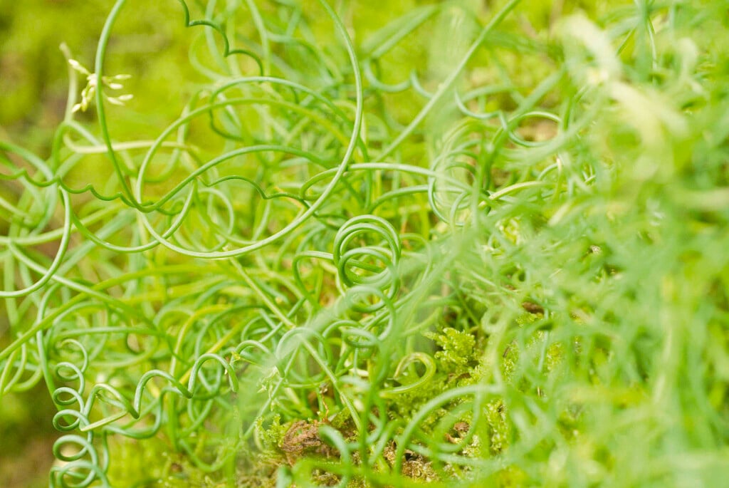 <i>Juncus</i> <i>decipiens</i> 'Curly-wurly'