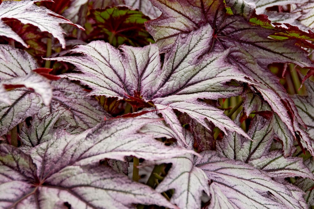 begonia 'Connee Boswell'