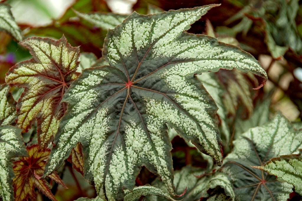 begonia 'Little Brother Montgomery'