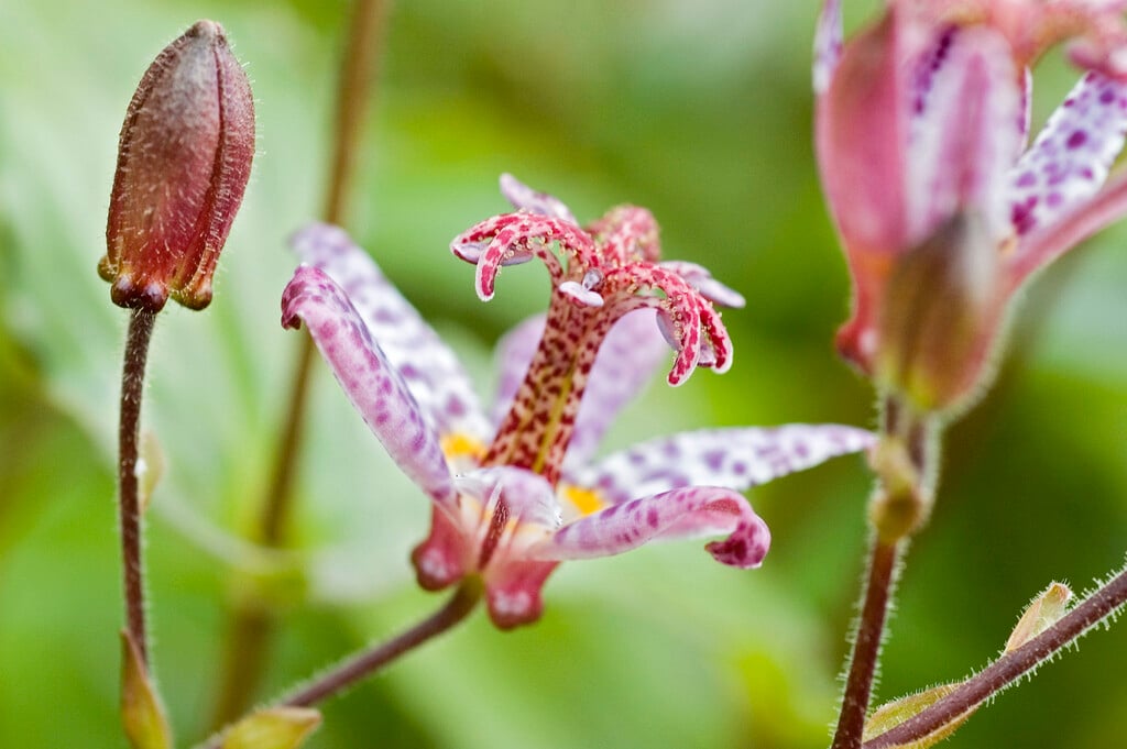 toad lily 'Dark Beauty'