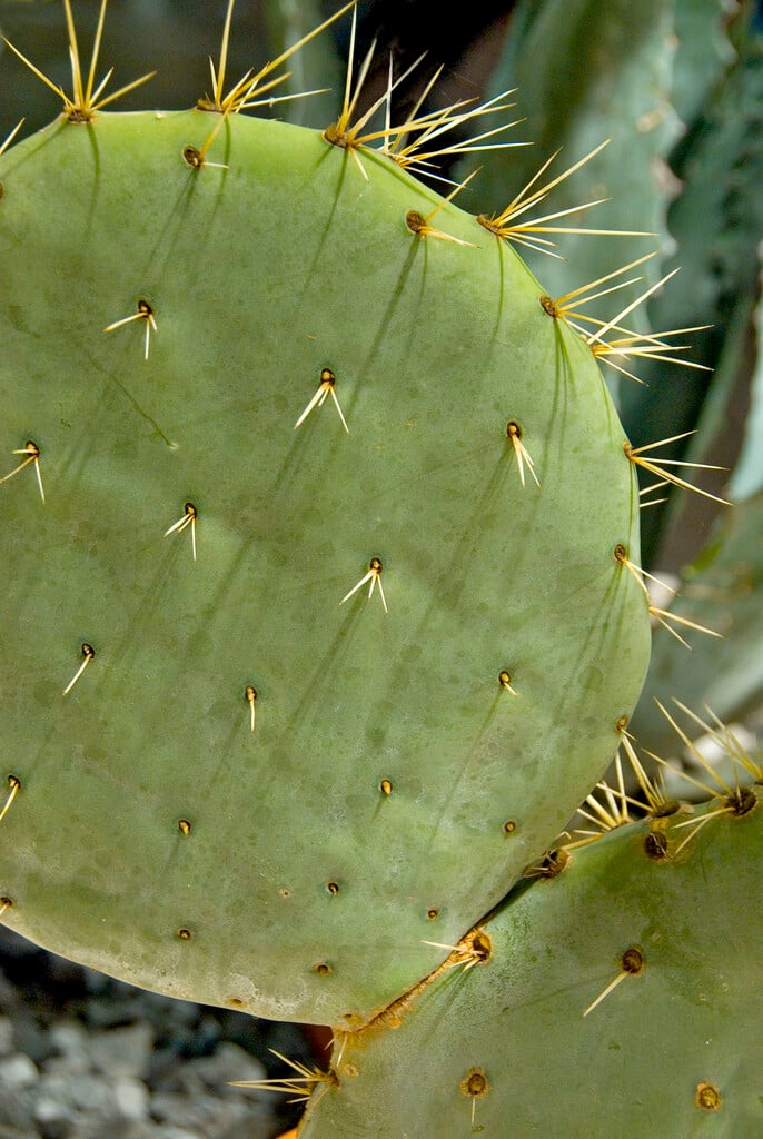 <i>Pereskiopsis</i> <i>porteri</i>