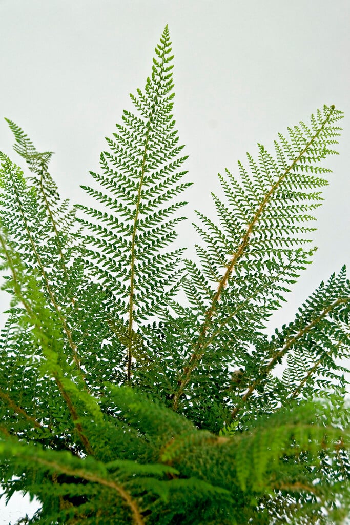 Polystichum setiferum (Divisilobum Group) &Herrenhausen& | soft shield ...